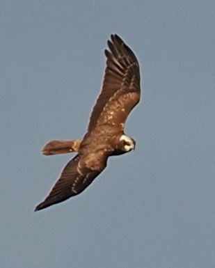 Western Marsh Harrier - ML647628307