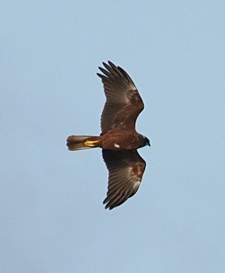 Western Marsh Harrier - ML647628308