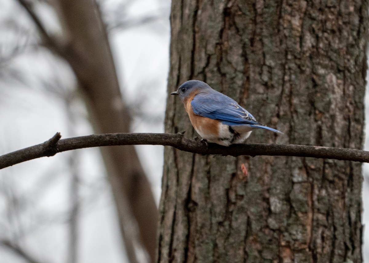 Eastern Bluebird - ML647628309