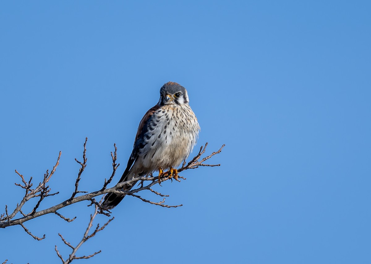 American Kestrel - ML647628311