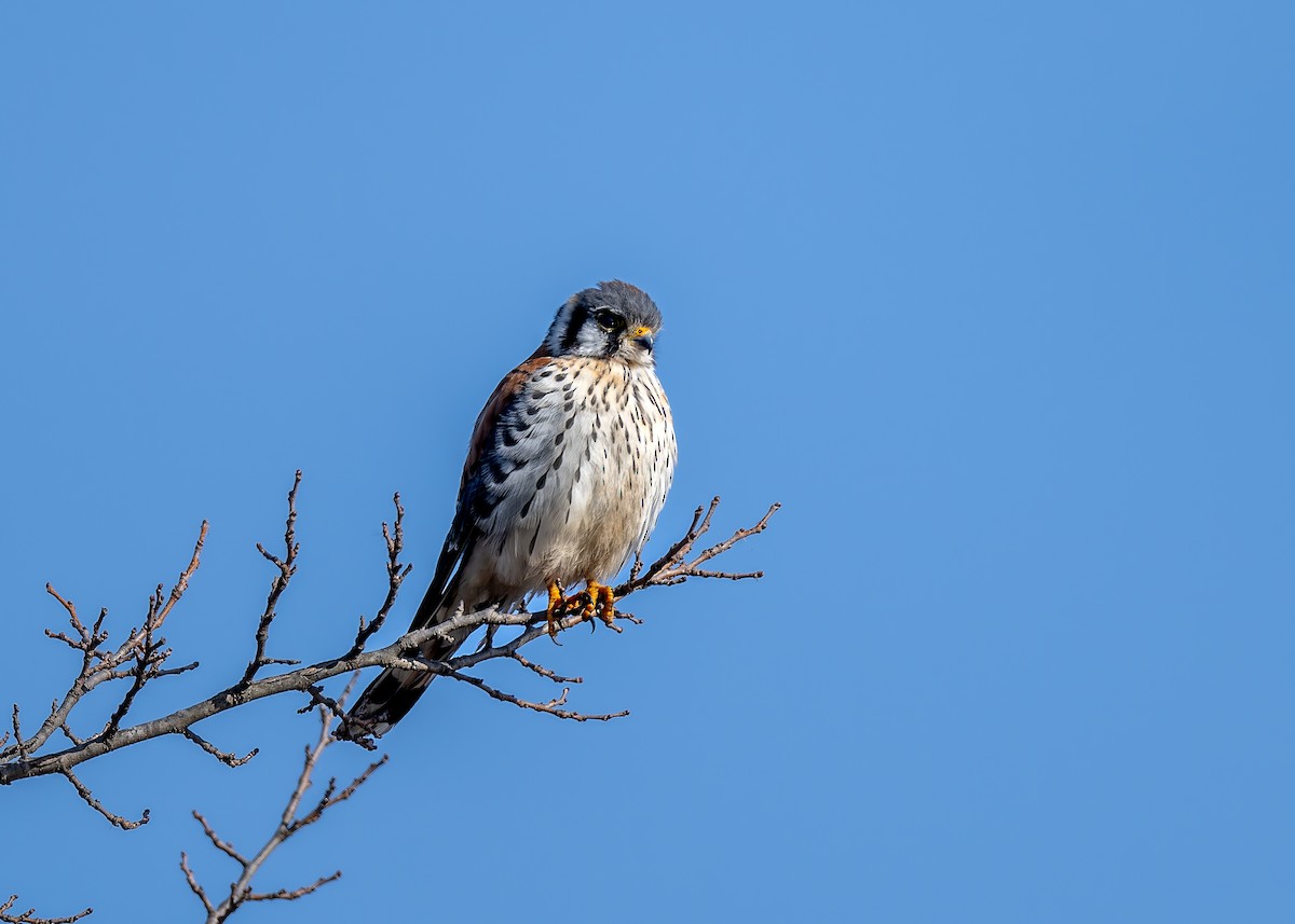 American Kestrel - ML647628312