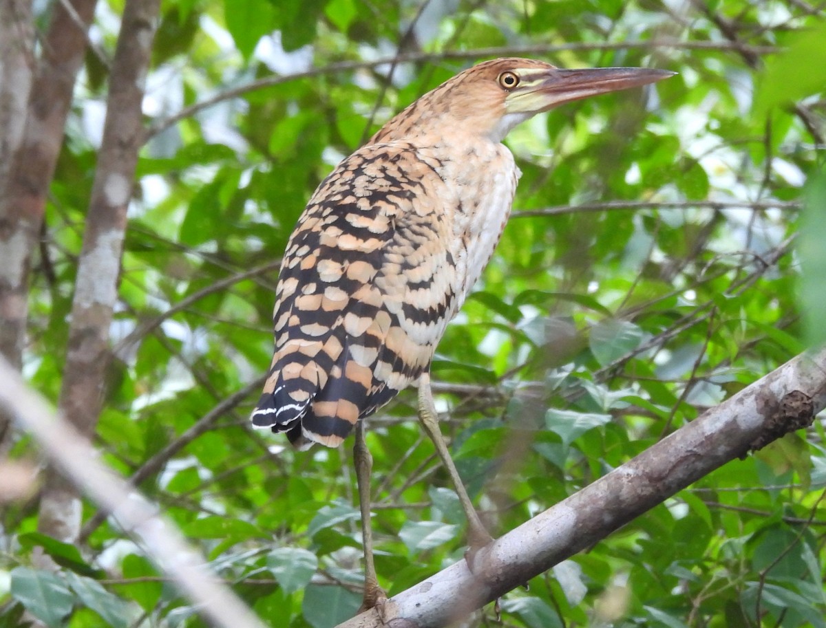 eBird Checklist - 6 Nov 2025 - Vía Monfort, Mitú CO-Vaupés 1.15082, -70 ...