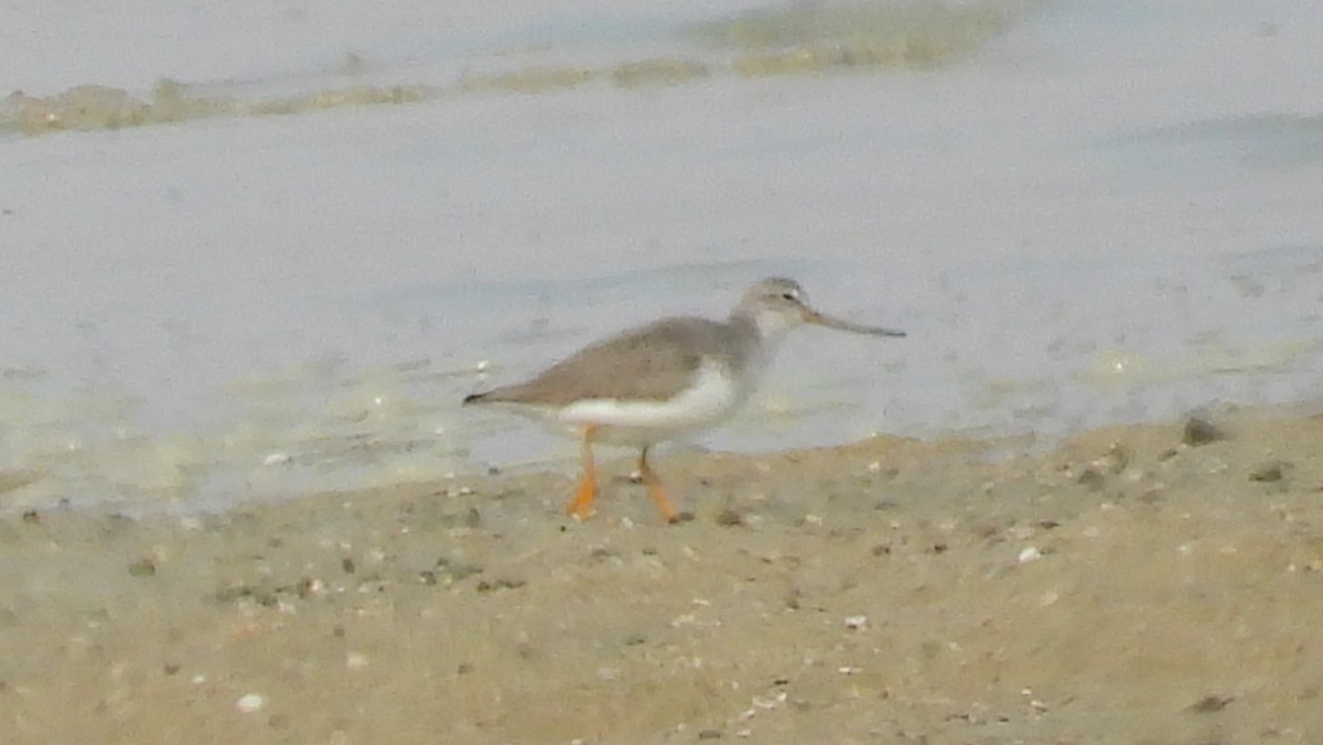 tereksnipe - ML647628354