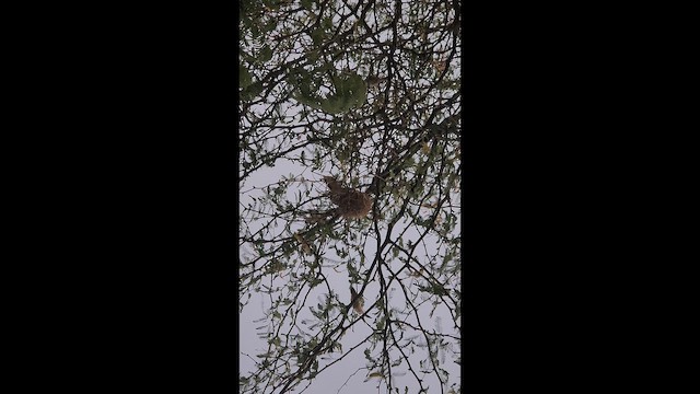 アフリカギンバシ - ML647628356