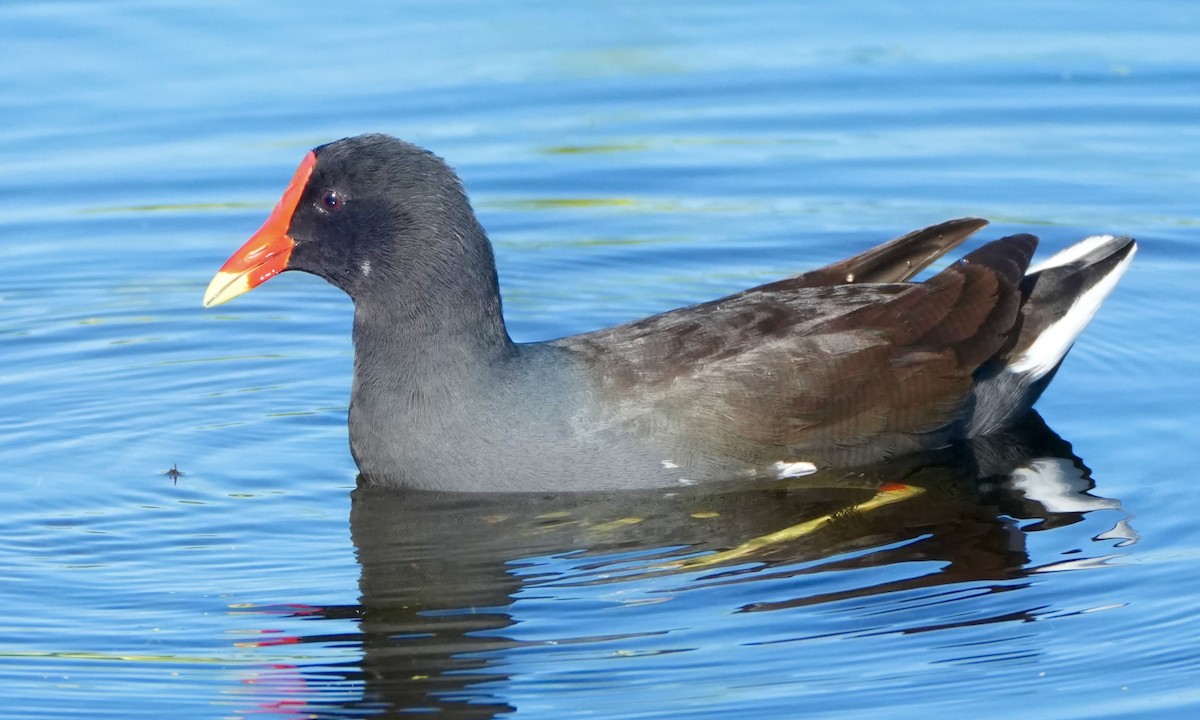 Amerika Sutavuğu - ML647628364