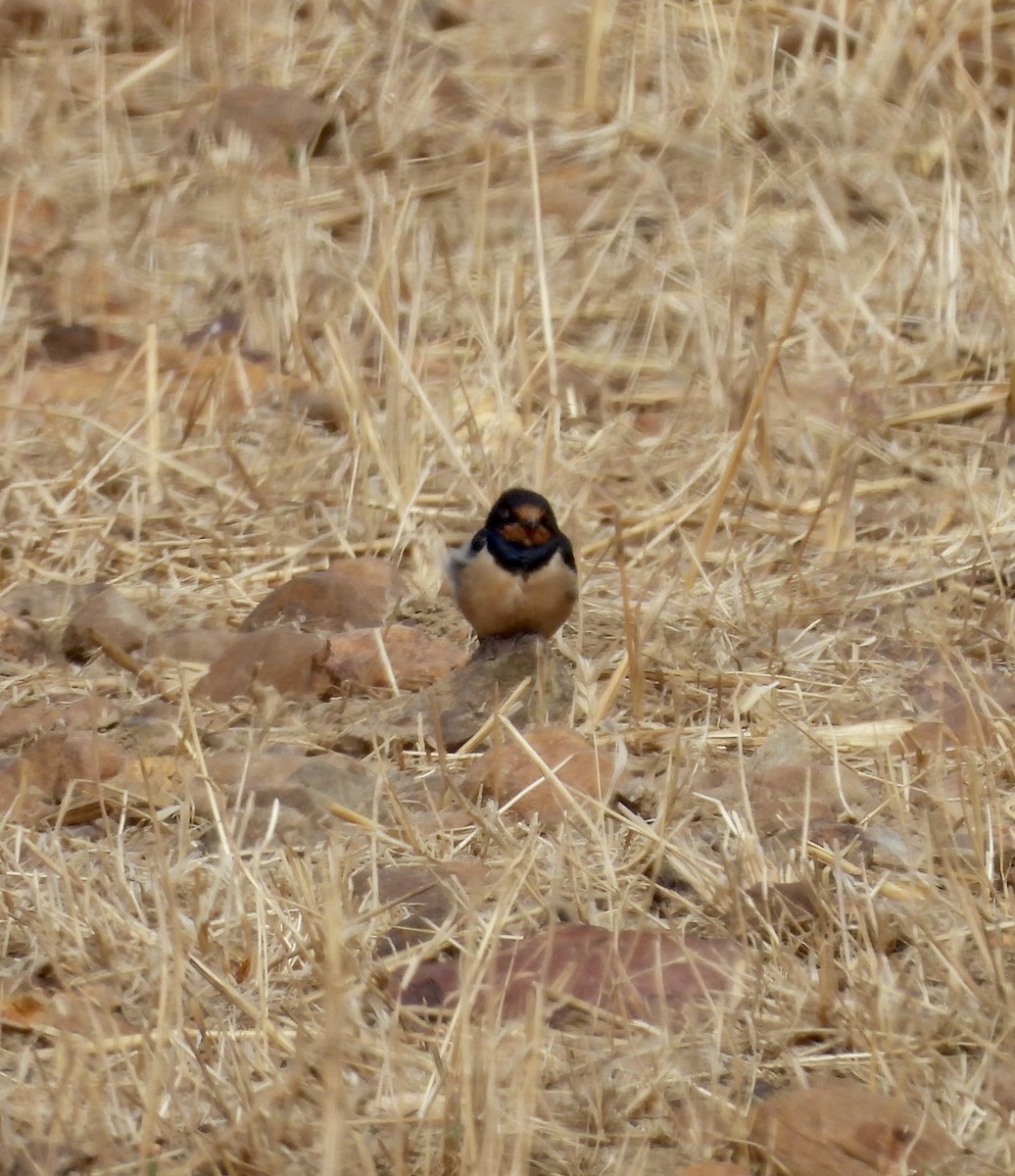 Ластівка сільська - ML647628368