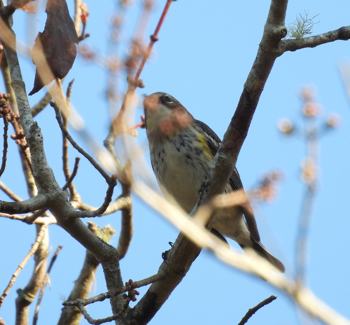 סבכון הכתר - ML647628419