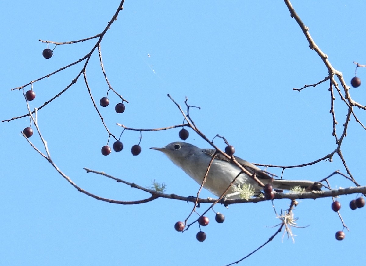 ברחשית כחלחלה - ML647628469
