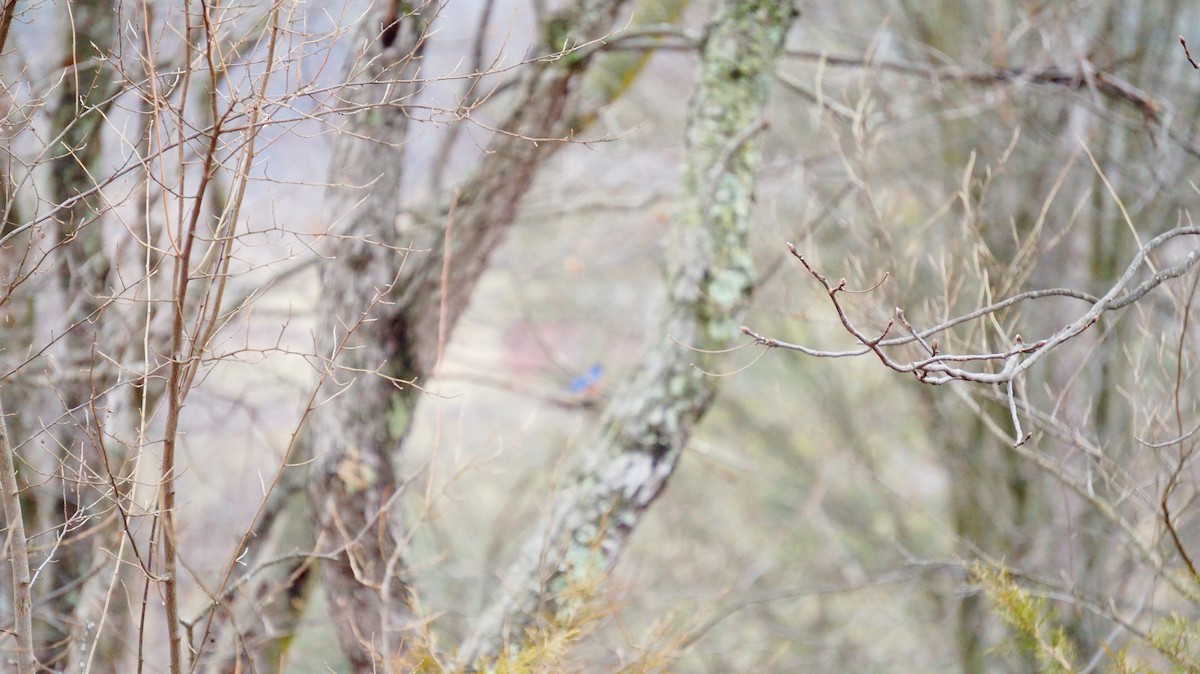 Eastern Bluebird - ML647628488