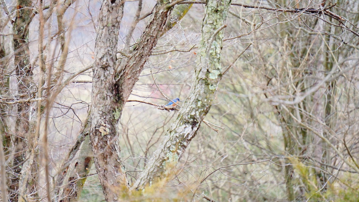 Eastern Bluebird - ML647628497