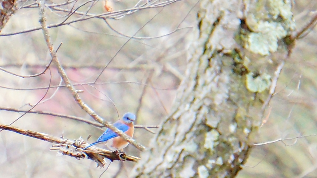 Eastern Bluebird - ML647628509