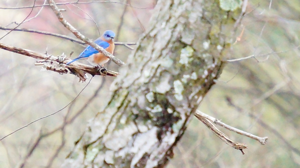 Eastern Bluebird - ML647628521