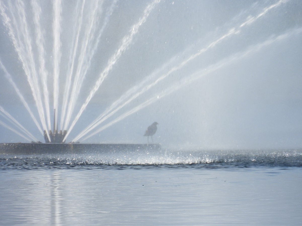 Amerika Sutavuğu - ML647628529