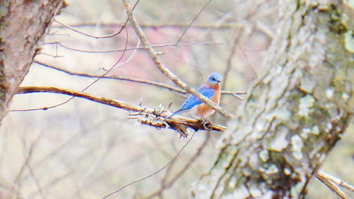 Eastern Bluebird - ML647628532