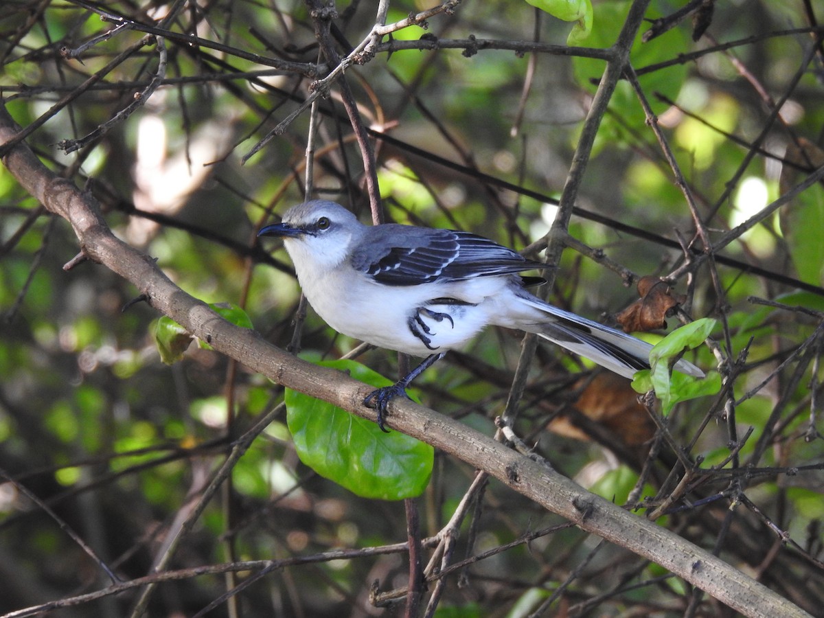 Tropikal Taklitçi - ML647628536