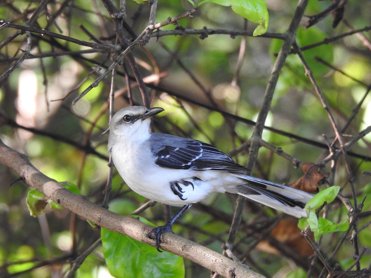 Tropikal Taklitçi - ML647628544