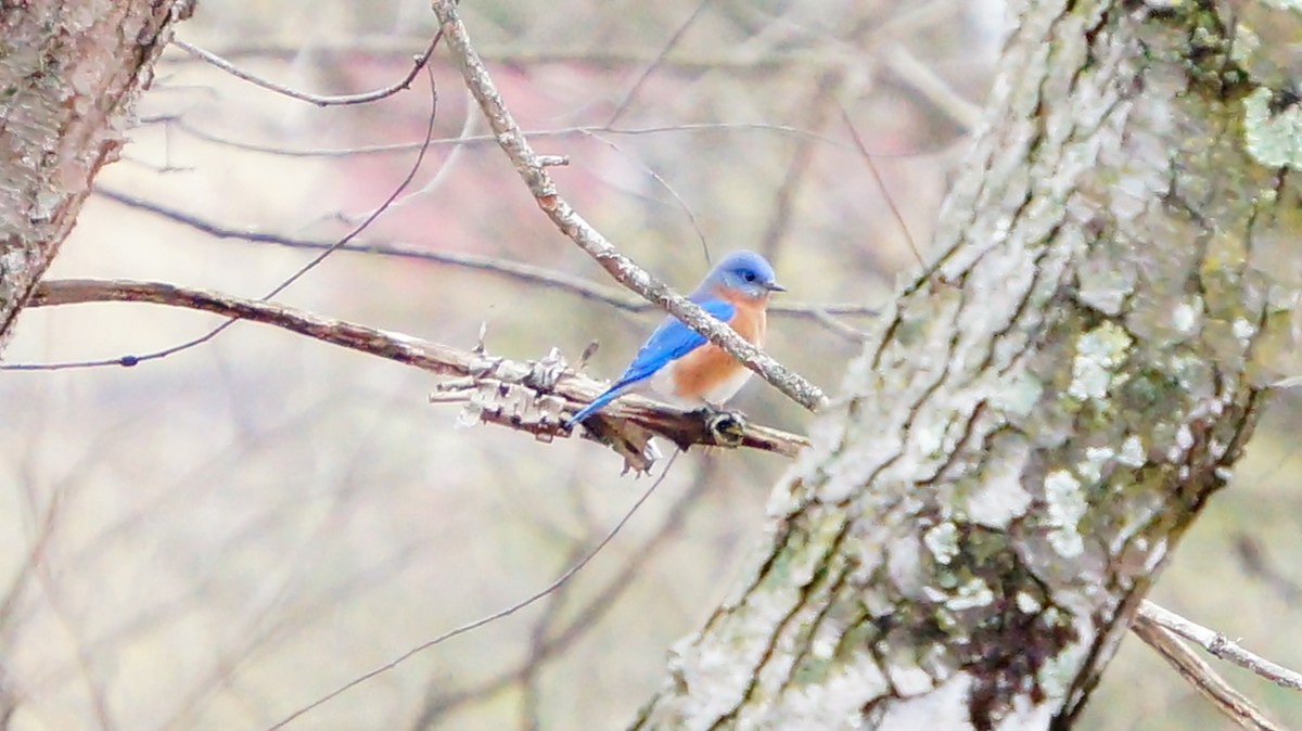 Eastern Bluebird - ML647628550