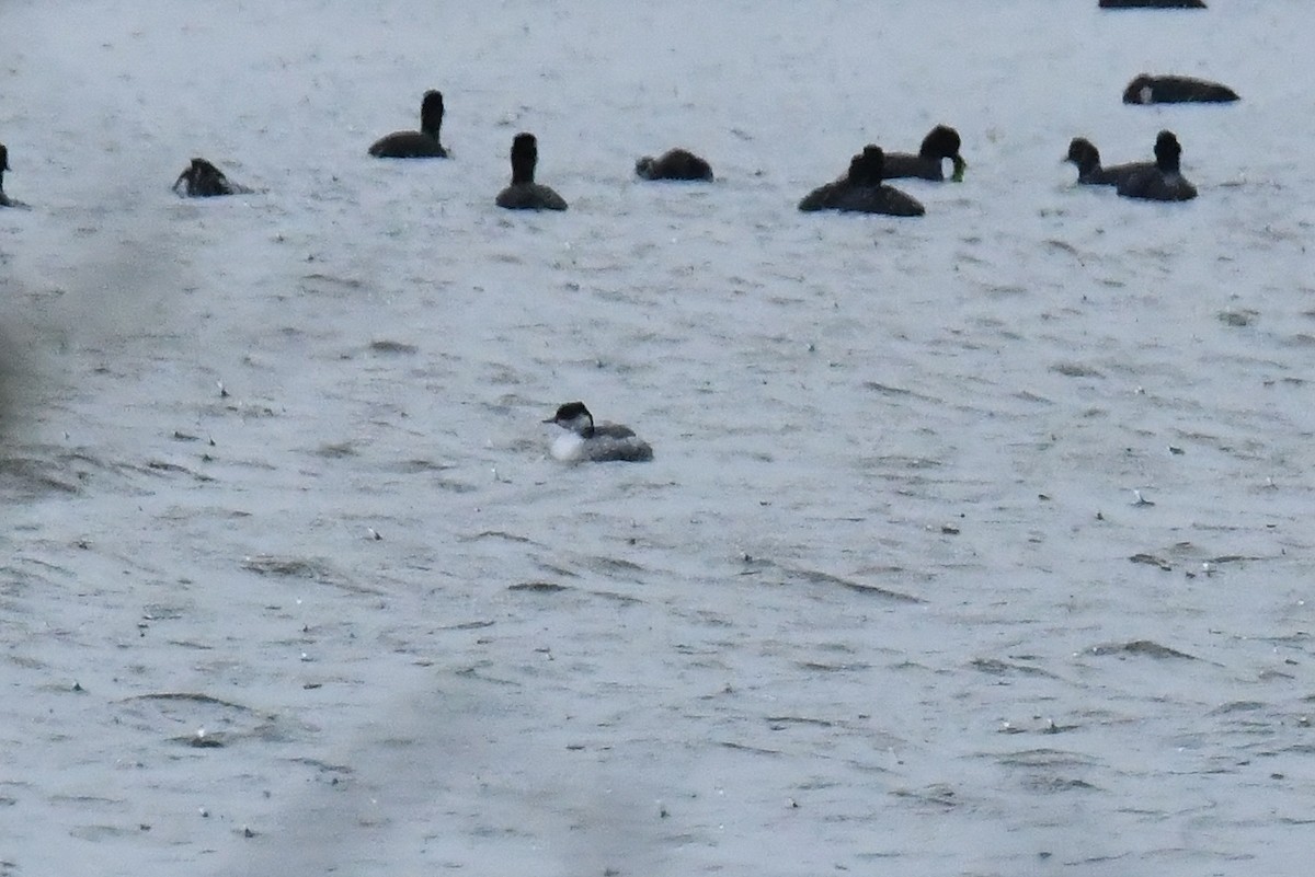 Grèbe à cou noir - ML647628568