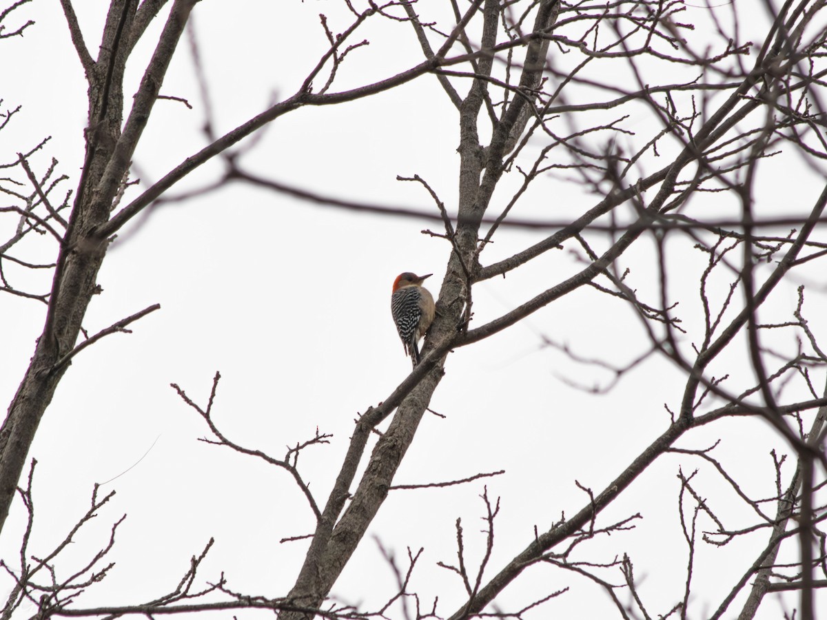 Carolinaspecht - ML647628576