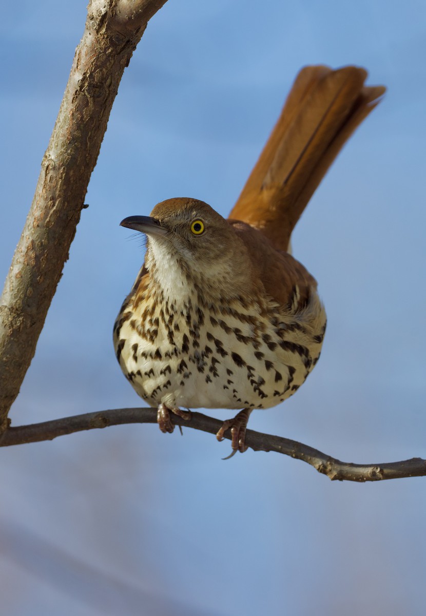 Cuitlacoche Rojizo - ML647628640