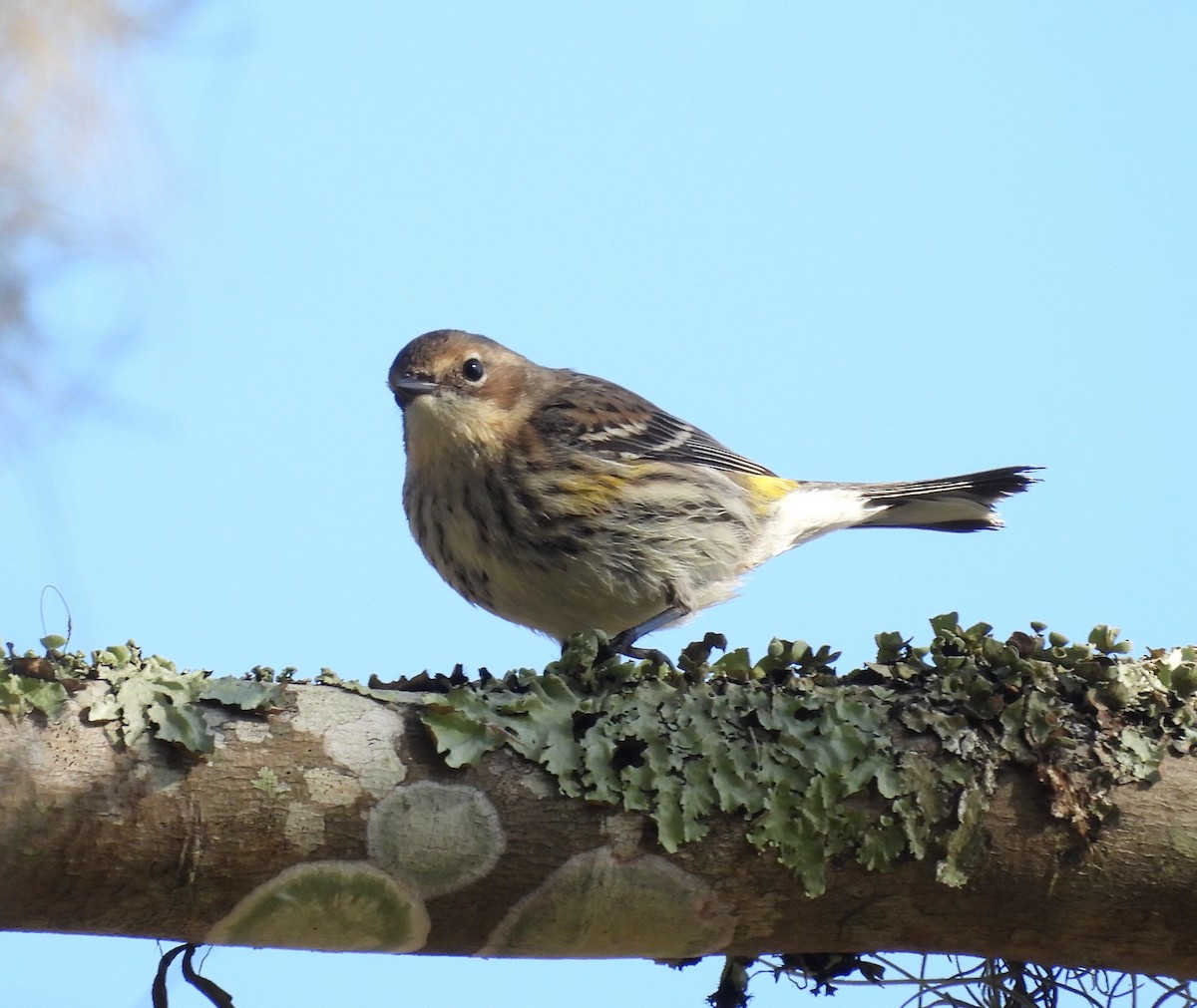 סבכון הכתר - ML647628643