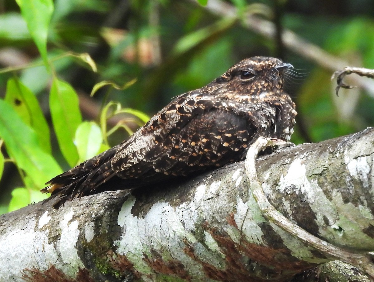 Blackish Nightjar - ML647628652