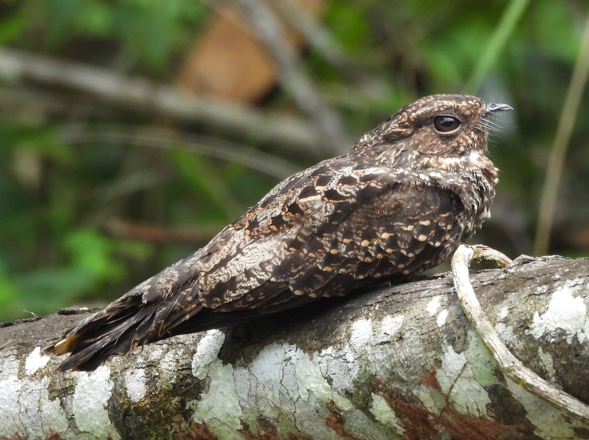 Blackish Nightjar - ML647628653