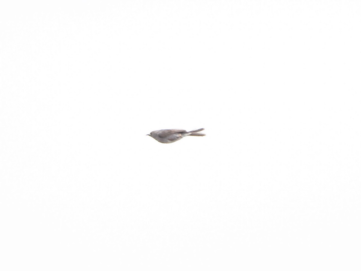 Brown-backed Honeybird - ML647628658