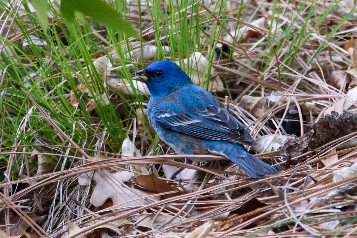 Лазурный колорин - ML647628664