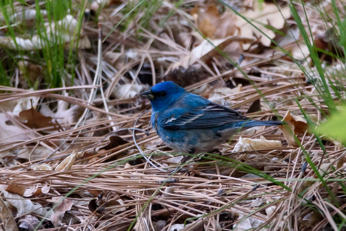 Лазурный колорин - ML647628665