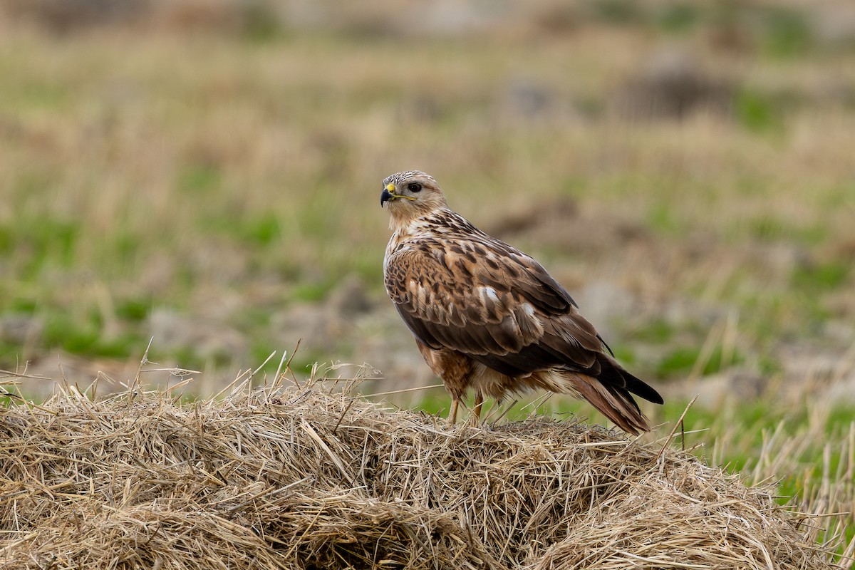 Long-legged Buzzard - ML647628692