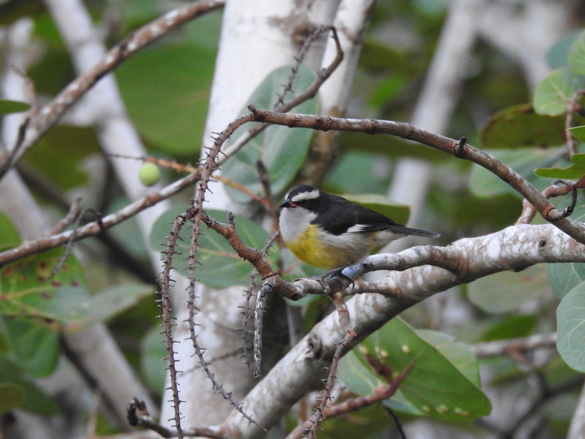 Sucrier à ventre jaune - ML647628710