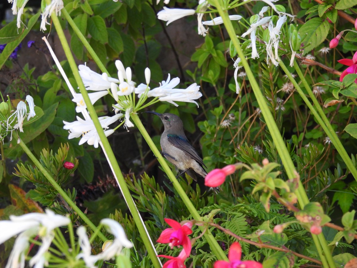 Southern Double-collared Sunbird - ML647628751