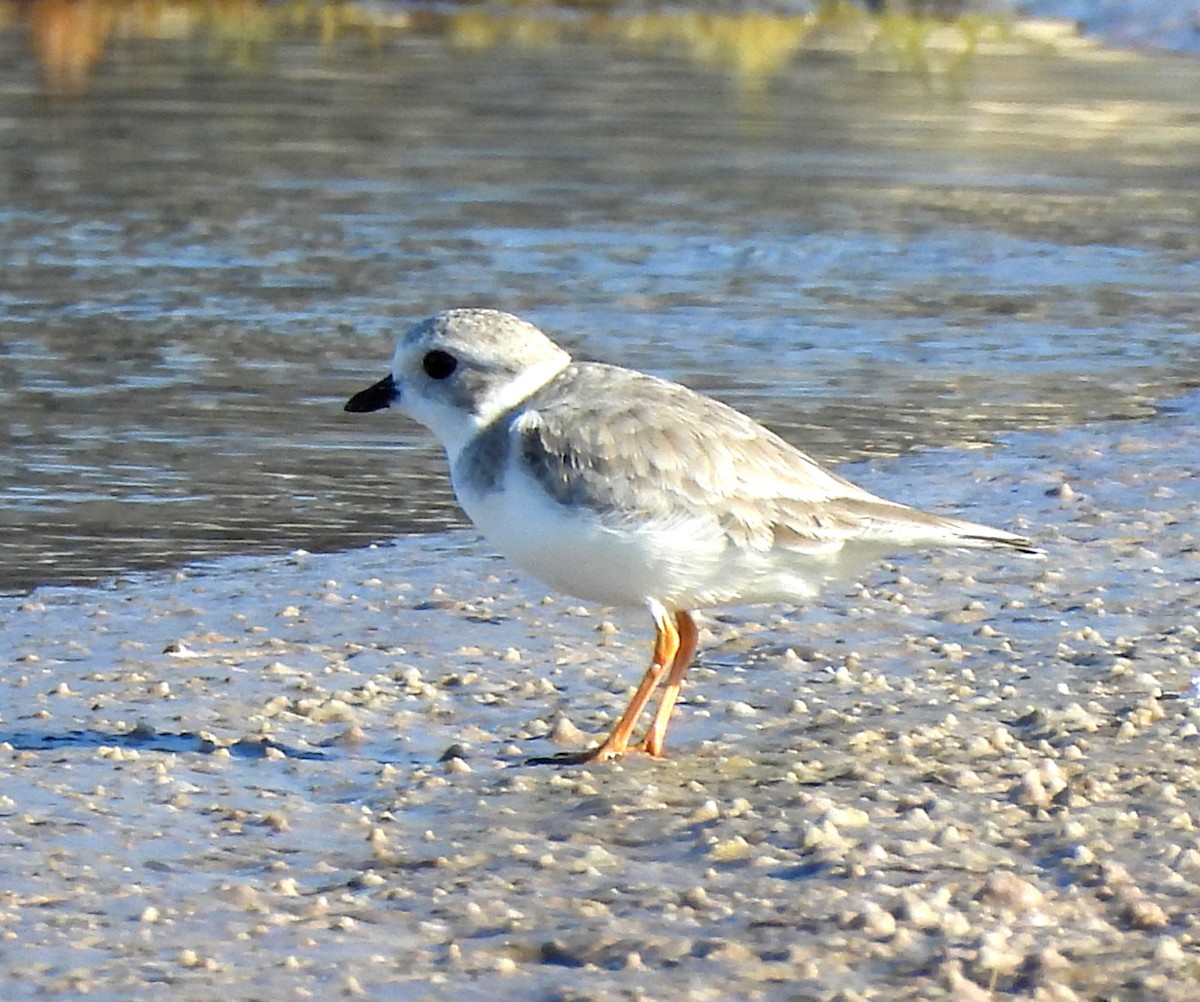 Islıkçı Cılıbıt - ML647628752