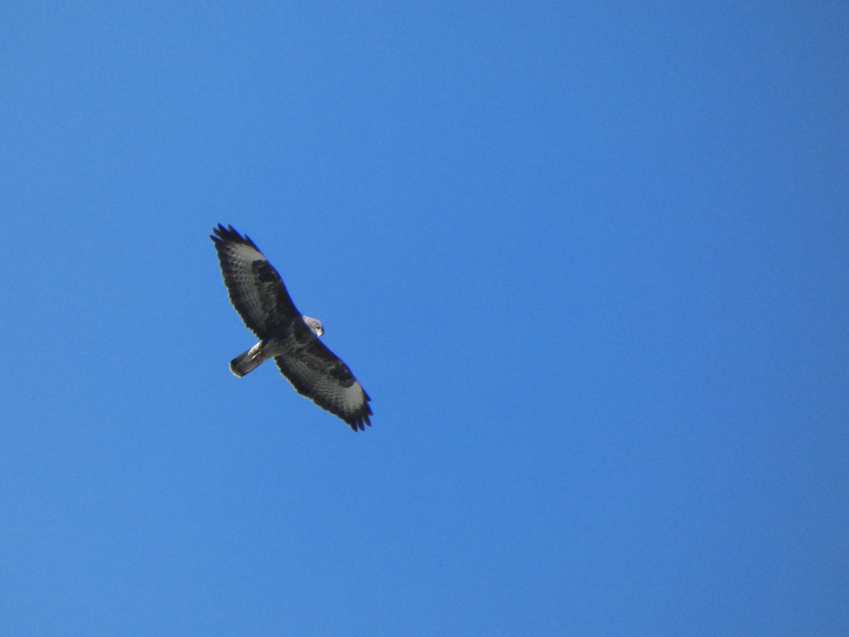 Common Buzzard (Western) - ML647628816
