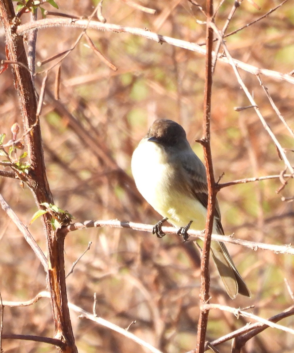 פיבי מזרחית - ML647628824