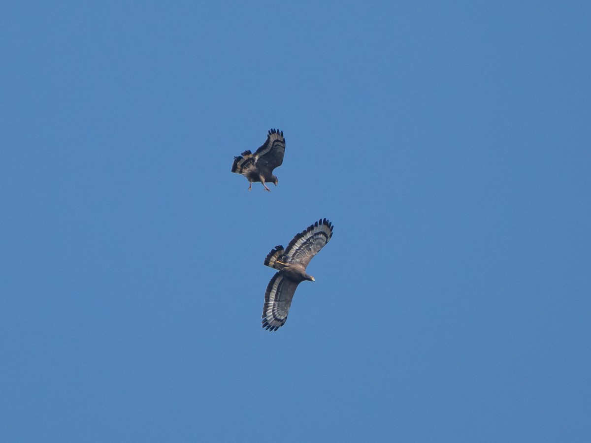 Хохлатый змееяд - ML647628864