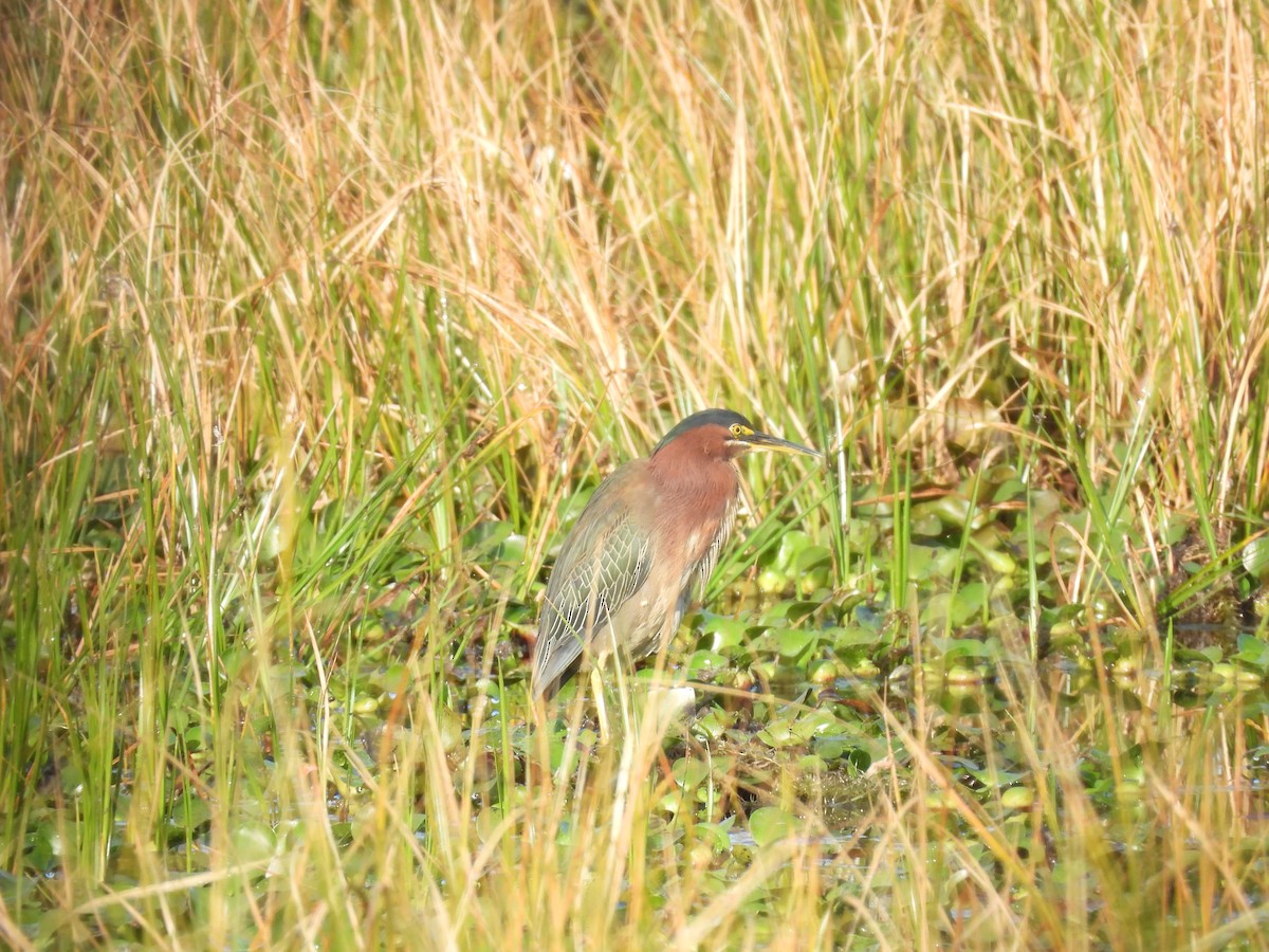 אנפית ירוקה - ML647628888