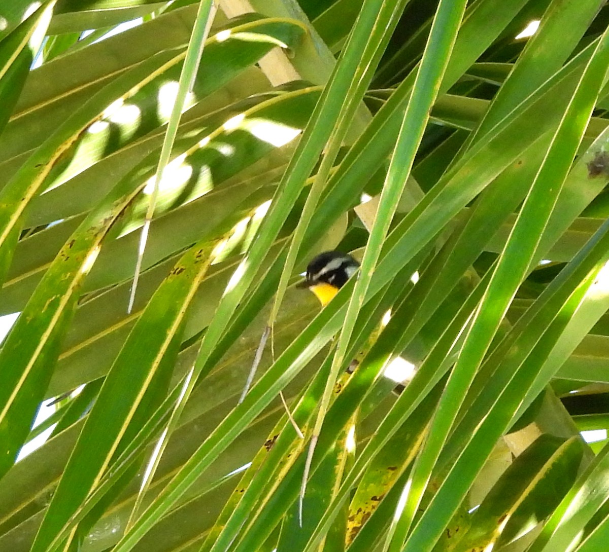 Paruline à gorge jaune - ML647628889