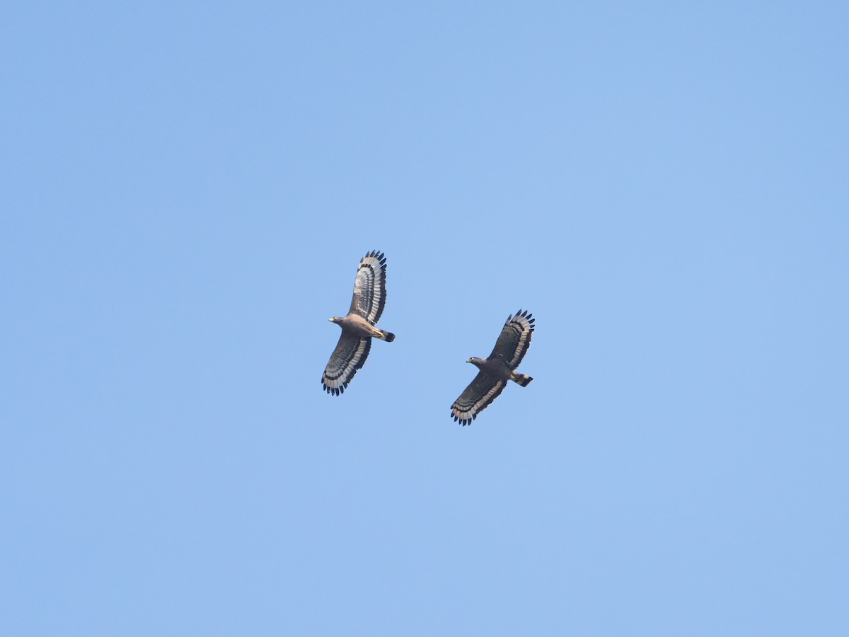 Хохлатый змееяд - ML647628895