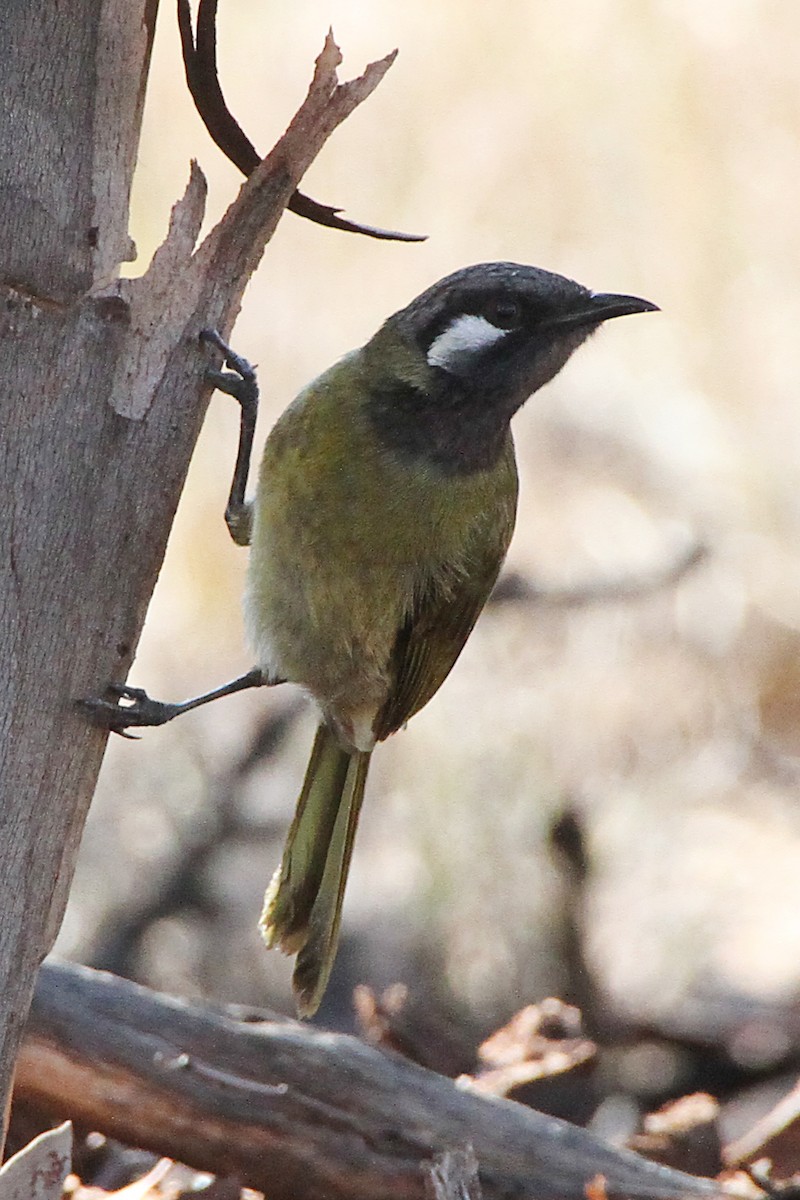 Méliphage leucotique - ML647628900