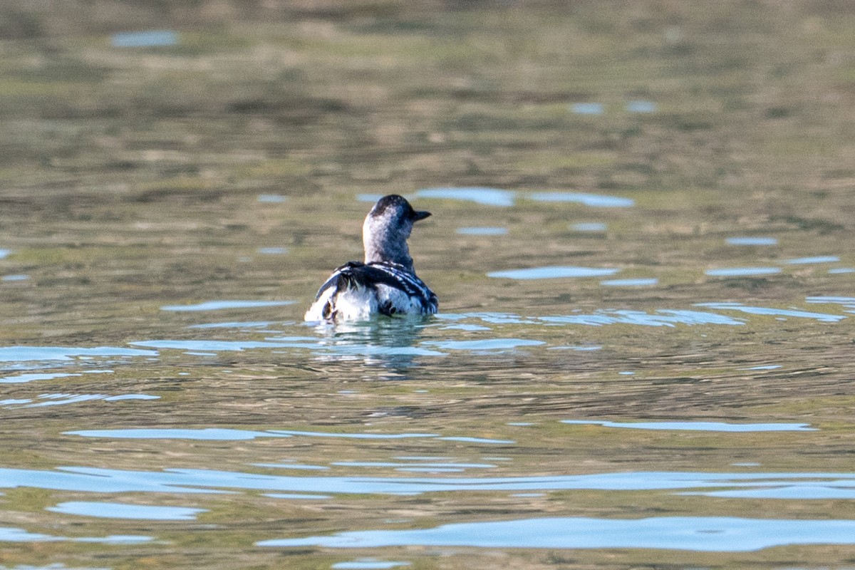 Pigeon Guillemot - ML647628902