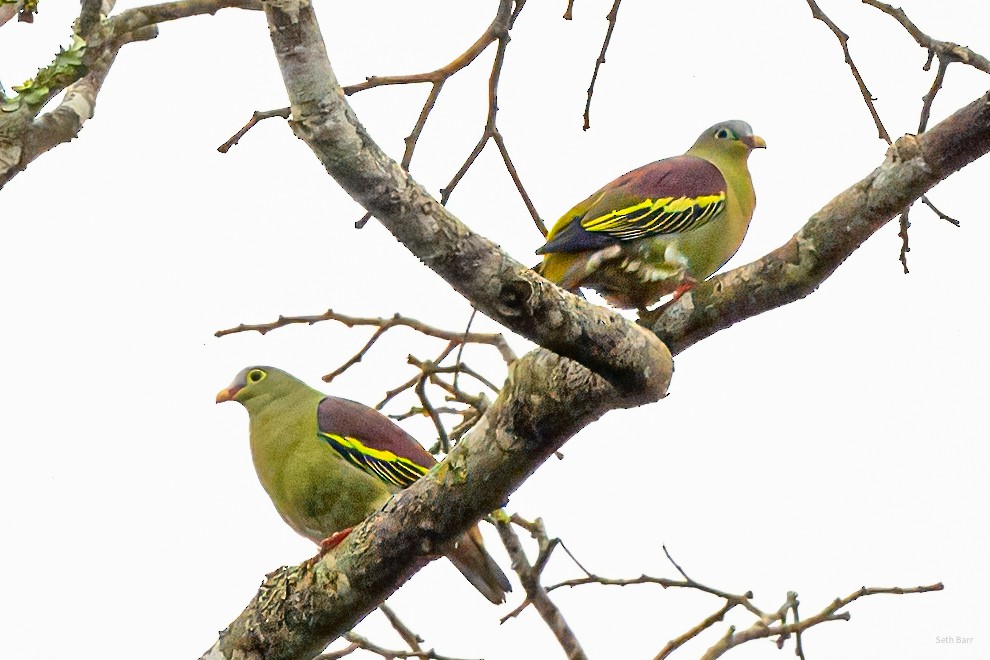 holub indomalajský [skupina curvirostra] - ML647628904