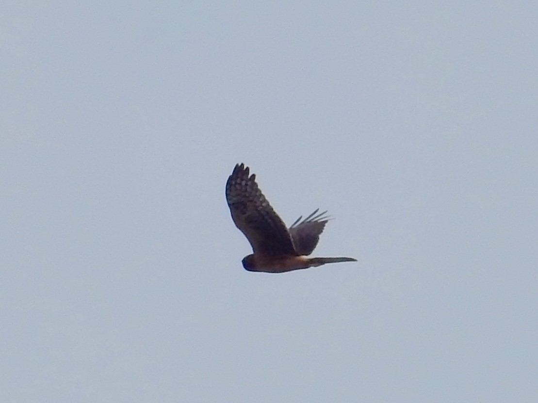 Northern Harrier - ML64762891