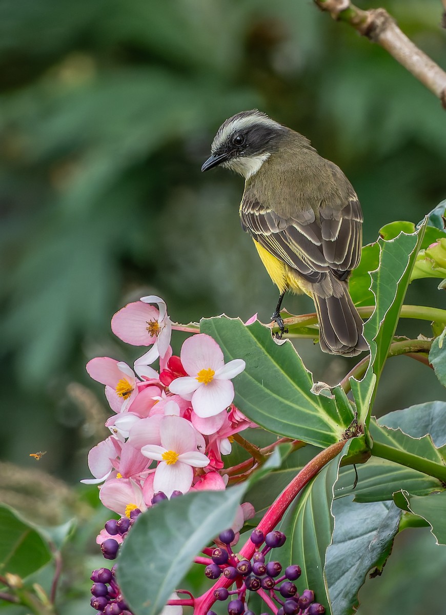 Tyran sociable - ML647628926