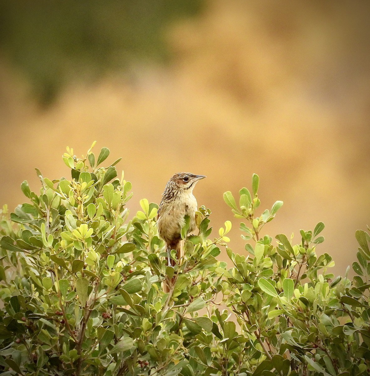Cape Grassbird - ML647628963