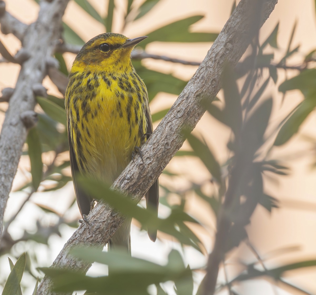 Cape May Warbler - ML647628978