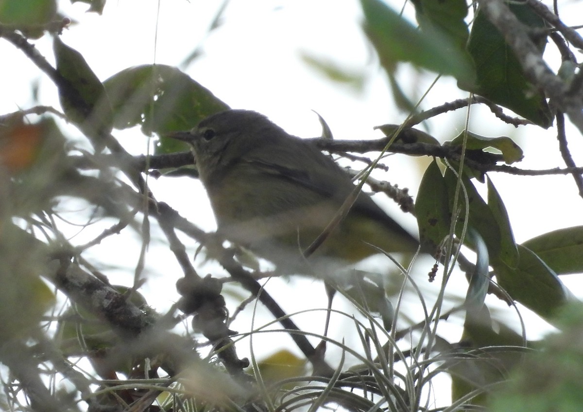 Orange-crowned Warbler - ML647628979