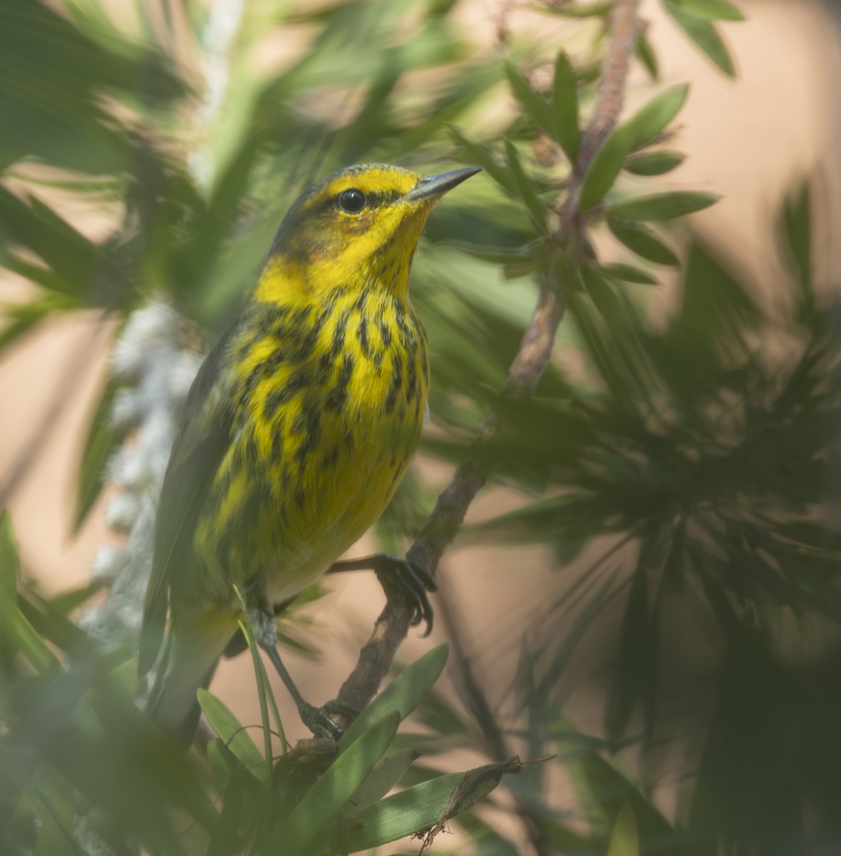Cape May Warbler - ML647628988
