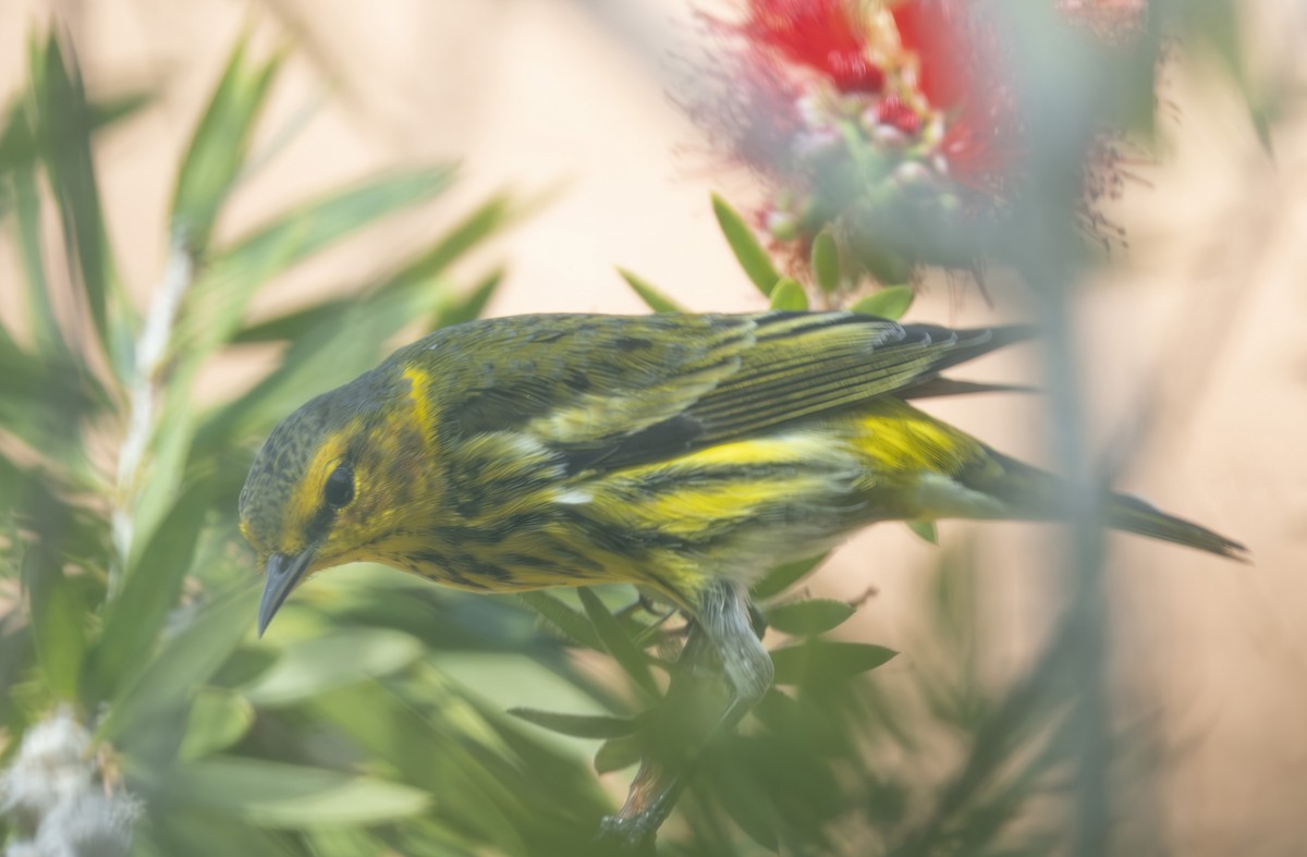 Cape May Warbler - ML647628991